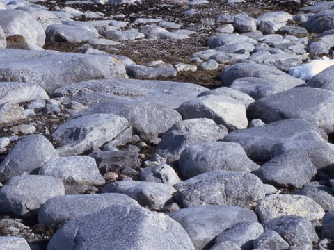 1992-179-Cyanobacteria-amongst-old-boulder-beach-rocks-at-cape-Roberts.jpg