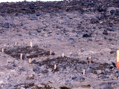 1990-236-Experimental-LiCl-soil-leaching-the-moist-site-at-Scott-Base.jpg