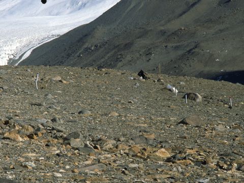 1999-DEC-054-A-soil-sampling-pit-site-at-the-upper-terrace-nematode-experimental-area.jpg