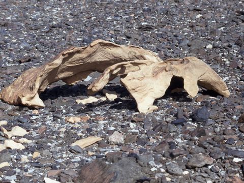 1992-095-Eroded-remains-of-a-sandstone-boulder-case-hardened-upper-surface-exfoliation-beneath.jpg