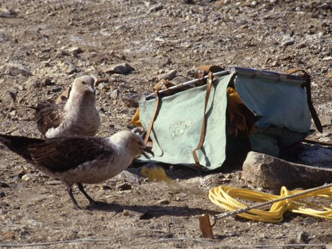 1994-069-Inquisitive-Skuas-at-Marble-Point.jpg