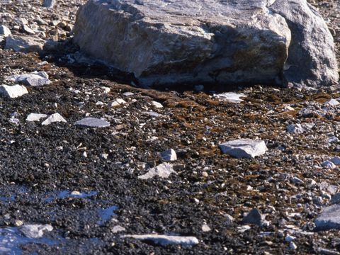 1990-191-Moss-at-a-wet-site-at-Marble-Point.jpg