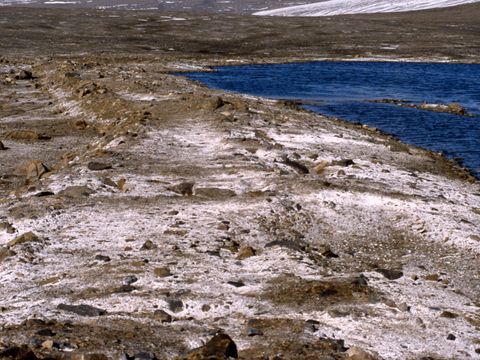 1990-173-Extensive-salinization-on-a-stopbank-at-Marble-Point.jpg