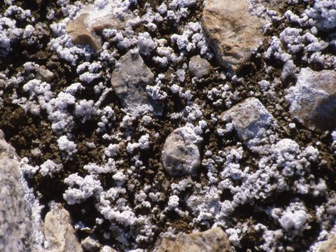 1990-165-precipitated-salts-on-soil-surface-at-Marble-Point.jpg
