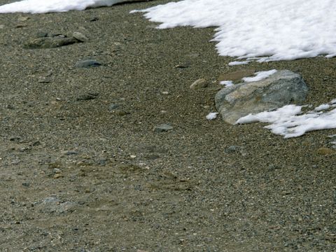 ASD-1999-site895.jpg
