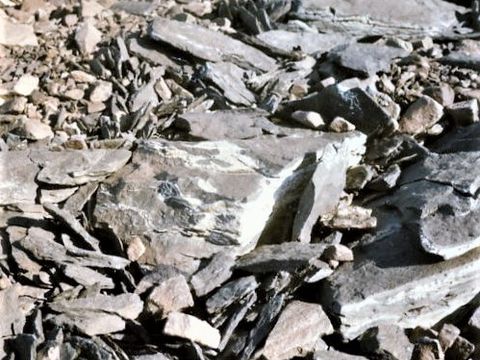 ASD-1979-site466.jpg