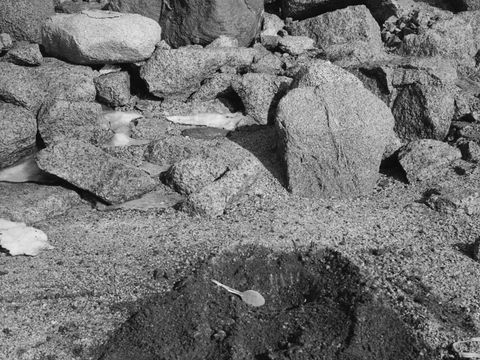 ASD-1964-site039.jpg