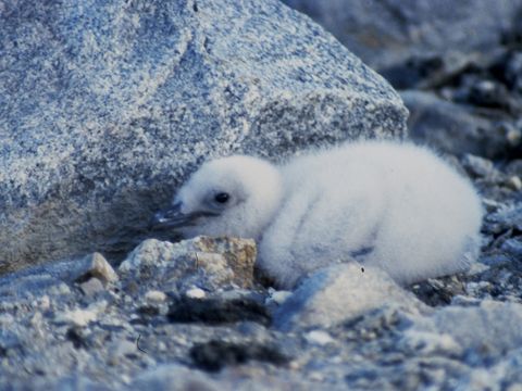 1990-068-Skua-chick-at-nest-site-Marble-Point-area.jpg