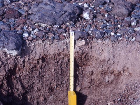 ASD-1987-site550.jpg