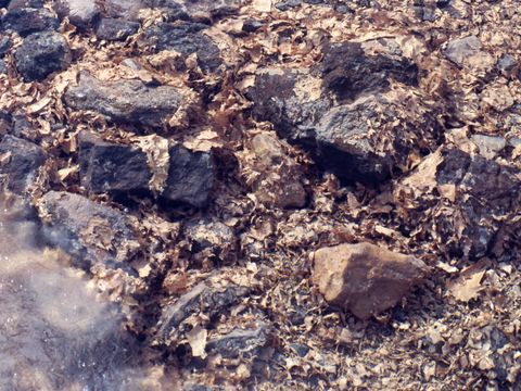 ASD-1987-site528.jpg