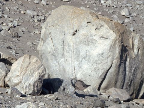 1992-060-D-Sheppard-by-a-large-granite-boulder-north-side-of-Lake-vanda.jpg