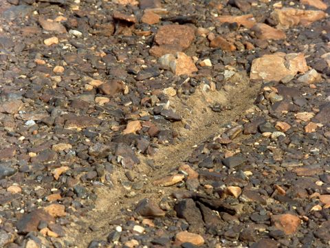 1998-067-A-new-helo-skid-mark-at-New-Mountain.jpg