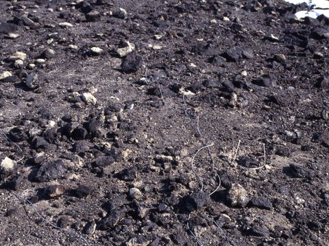 1994-015-Measuring-soil-moisture-loss-on-at-an-undisturbed-site-Scott-Base.jpg