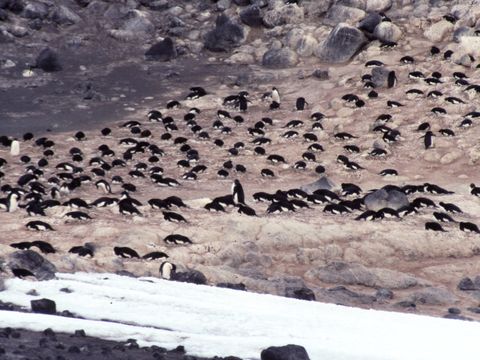 1991-308-Adelie-Penguins-at-Cape-Royds.jpg