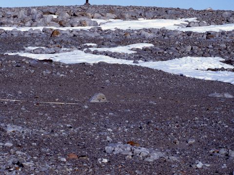 1992-184-Soil-reference-sampling-site-for-environmental-monitoring-at-Cape-Roberts.jpg