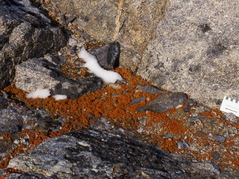 1991-200-Profuse-red-lichen-at-Cape-Roberts.jpg