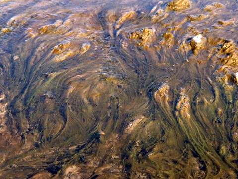 1990-176-Cyanobacteria-in-a-stream-at-Marble-Point.jpg