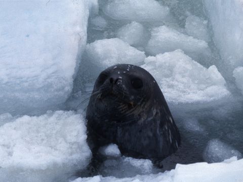 1991-210-Weddle-seal-at-Marble-Point.jpg