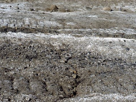 1990-094-Old-tracks-and-salinization-on-disturbed-land-at-Marble-Point.jpg