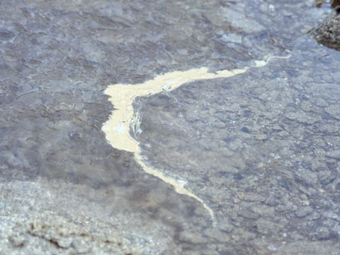 1992-136-Contaminated-water-at-Vanda-Station.jpg